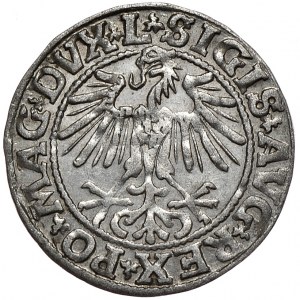 Zygmunt II August, półgrosz 1549, Wilno, L/LITVA