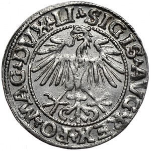 Zygmunt II August, półgrosz 1549, Wilno, Li/LITVA
