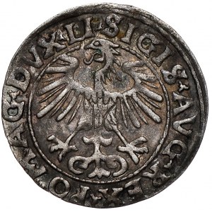 Zygmunt II August, półgrosz 1555, Wilno, LI/LITVA
