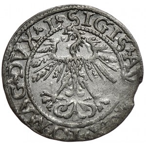 Zygmunt II August, półgrosz 1562, Wilno, L/LITVA
