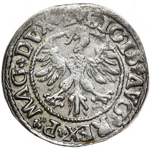 Zygmunt II August, półgrosz 1546, Wilno, L/LITVA
