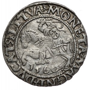 Zygmunt II August, półgrosz 1560, Wilno, L/LITVA, rozetka pod L, rozdwojony język Orła