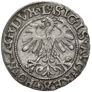 Zygmunt II August, półgrosz 1560, Wilno, L/LITVA, rozetka pod L, rozdwojony język Orła