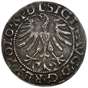 Zygmunt II August, półgrosz 1565, Wilno, L/LITV