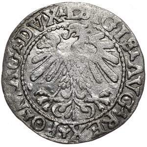 Zygmunt II August, półgrosz 1559, Wilno, L/LITVA, otwarte A w ΛVG/MΛG
