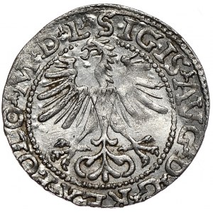 Zygmunt II August, półgrosz 1564, Wilno, L/LITV,