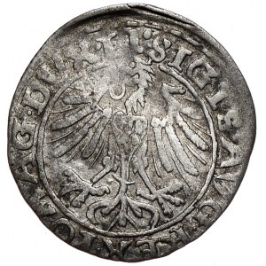 Zygmunt II August, półgrosz 1557, Wilno, LI/LITVA, interpunkcja kropki