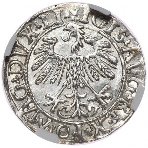 Zygmunt II August, półgrosz 1558, Wilno