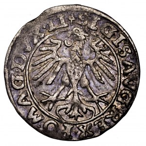 Zygmunt II August, półgrosz 1557, Wilno - Georga Behma