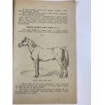 Runge Stanislaw, Vonkajší vzhľad koňa (Exterieur konia)