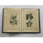 Zielnik, czyli atlas roślin leczniczych, znachodzących się w Kneippa Aptece domowej [...]. Zawiera opisy i wierne obrazy roślin leczniczych [...] i niektórych używanych często przez lud