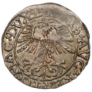 Zikmund II August, půlpenny Vilnius 1561