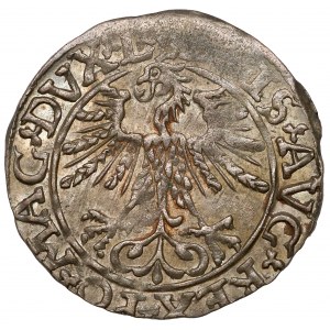 Žigmund II August, polgroš Vilnius 1561