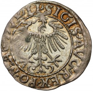 Sigismund II. Augustus, halber Pfennig Vilnius 1557