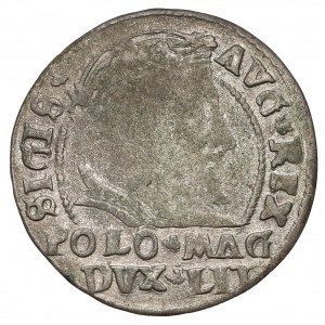 Zygmunt II August, Grosz na stopa polską 1546 - Datum im Rand - selten