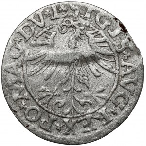 Sigismund II. Augustus, Wilnaer Halbpfennig 1563 - DV*L - sehr selten