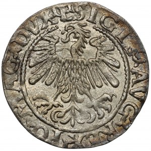 Zikmund II August, půlpenny Vilnius 1559 - A bez paprsků - vzácný