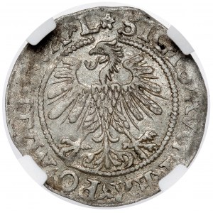 Sigismund II Augustus, halber Pfennig Vilnius 1560 - ROZETA