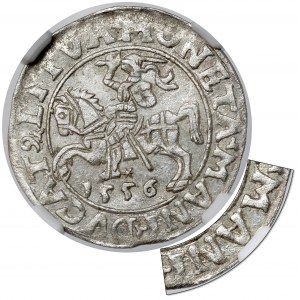 Sigismund II. Augustus, halber Pfennig Vilnius 1556 - MANI-Fehler