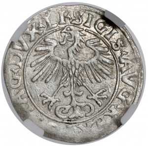 Zygmunt II August, Półgrosz Wilno 1556 - błąd MANI