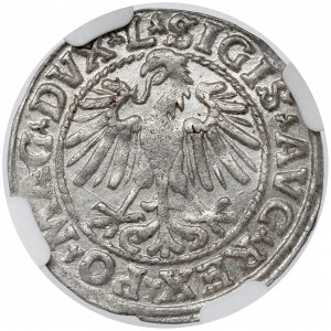 Sigismund II Augustus, halber Pfennig Vilnius 1548 - römisch - schön