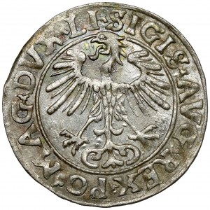 Sigismund II Augustus, halber Pfennig Vilnius 1556 - schön