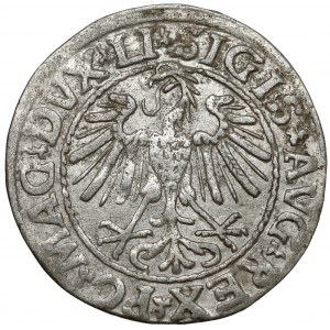 Sigismund II Augustus, halber Pfennig Vilnius 1547 - LITV - sehr selten