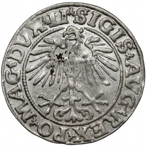 Zikmund II August, půlpenny Vilnius 1551