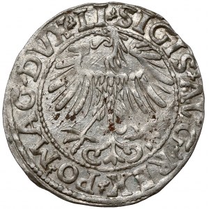 Sigismund II. Augustus, halber Pfennig Vilnius 1557