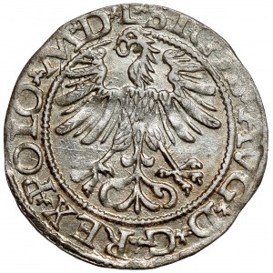 Sigismund II Augustus, halber Pfennig Vilnius 1565 - OHNE Axt - selten
