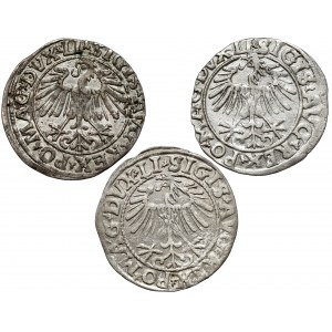 Zygmunt II August, Półgrosz Wilno 1548-1557, zestaw (3szt)