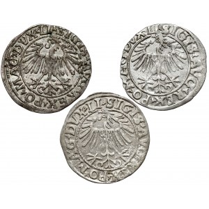 Sigismund II Augustus, Vilnius half-penny 1548-1557, set (3pcs)