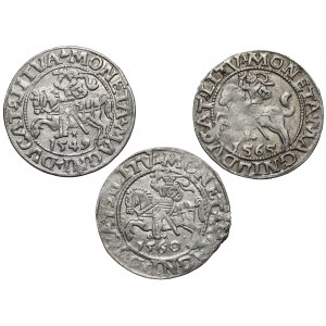Sigismund II Augustus, Vilnius half-penny 1549-1565, set (3pcs)