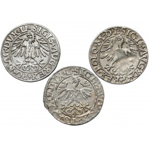 Sigismund II Augustus, Vilnius half-penny 1549-1565, set (3pcs)