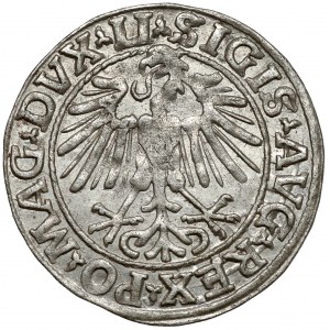 Sigismund II. Augustus, halber Pfennig Vilnius 1548 - Roman