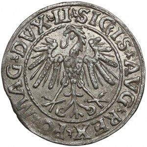 Sigismund II. Augustus, halber Pfennig Vilnius 1547