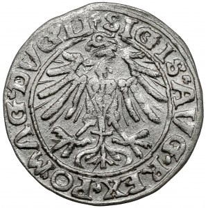 Sigismund II Augustus, Half-penny Vilnius 1557 - Behm - DVG error - undescribed
