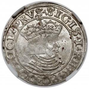 Sigismund I the Old, Torun 1530 penny - sword left - minted