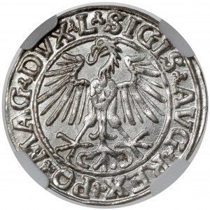 Žigmund II August, polgroš Vilnius 1548 - arabčina - KRÁSNY