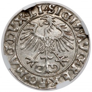 Sigismund II Augustus, halber Pfennig Vilnius 1556 - SCHÖN