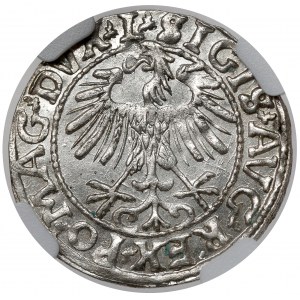 Zikmund II August, půlpenny Vilnius 1557 - krásný