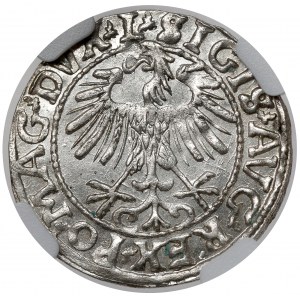 Sigismund II Augustus, halber Pfennig Vilnius 1557 - schön