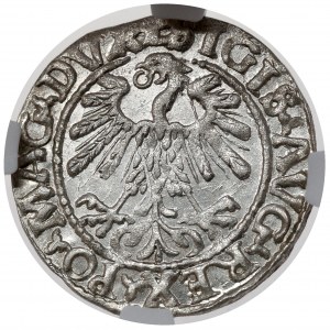 Sigismund II. Augustus, halber Pfennig Vilnius 1559 - Exemplar