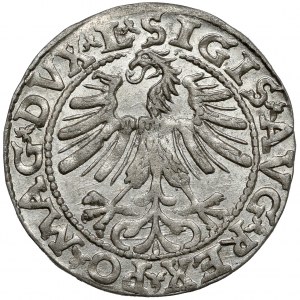 Sigismund II. Augustus, Wilnaer Halbpfennig 1563 - DVX*L - geprägt