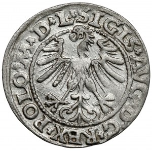 Sigismund II. Augustus, Wilnaer Halbpfennig 1563 - M*D*L* - selten