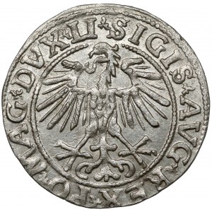 Sigismund II Augustus, Half-penny Vilnius 1551