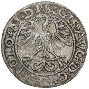 Zygmunt II August, Półgrosz Wilno 1564 - Pogoń 19 - LITV - b.rzadki