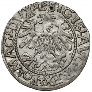 Zygmunt II August, Półgrosz Wilno 1560 - A w DVCAT bez belki