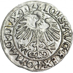 Zygmunt II August, Półgrosz 1556, Wilno, piękny