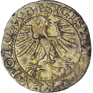 Zygmunt II August, Półgrosz 1564, Wilno, topór, LITVA/L